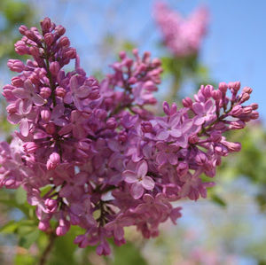 Meet your Posher, Marcy